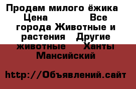 Продам милого ёжика › Цена ­ 10 000 - Все города Животные и растения » Другие животные   . Ханты-Мансийский